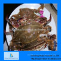 Congelado crab preço azul natação caranguejo